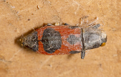 Nascioides parryi