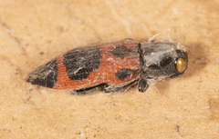 Nascioides parryi