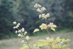 Aralia cordata