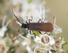Pseudolycus haemorrhoidalis