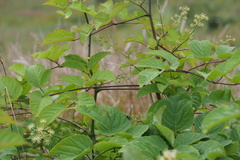 Aralia cordata