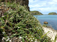 Pimelea urvilleana