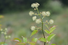 Aralia cordata