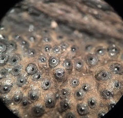 Annulohypoxylon annulatum