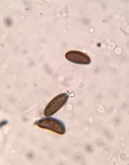Annulohypoxylon annulatum