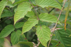 Aralia cordata