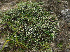 Pimelea urvilleana