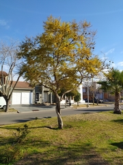 Jacaranda mimosifolia