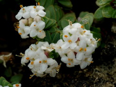 Pimelea urvilleana
