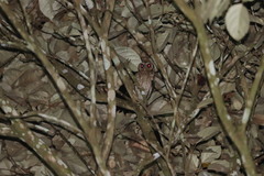 Otus lempiji