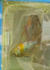 Mikrogeophagus altispinosus