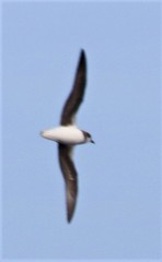 Pterodroma mollis