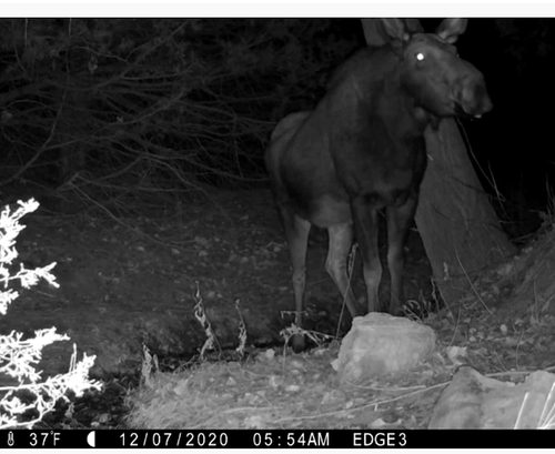 Moose photographed in Nebraska