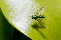 Chrysosoma leucopogon