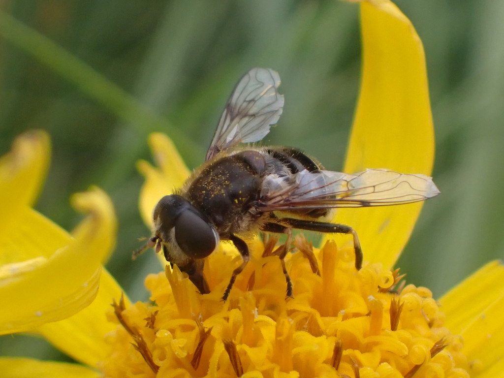 Dusky Drone Fly
