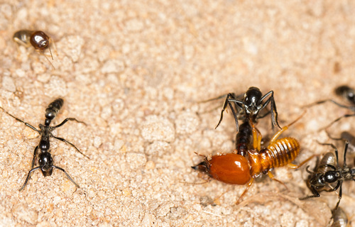 Macrotermes bellicosus