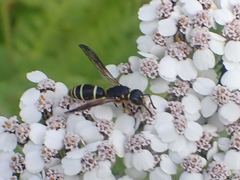 Ancistrocerus albolacteus