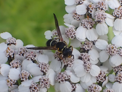 Ancistrocerus albolacteus