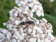Ancistrocerus albolacteus