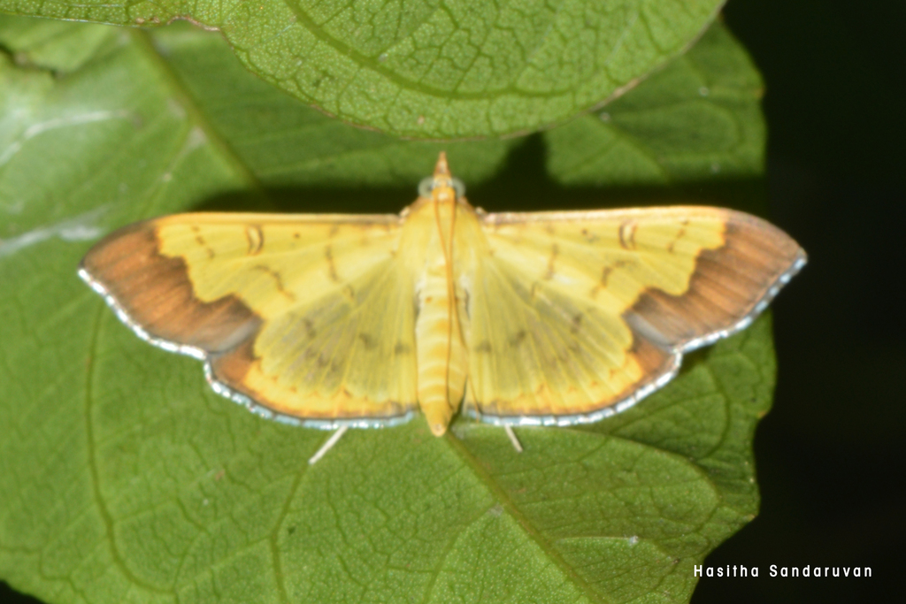 Meroctena