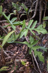 Syngonium steyermarkii