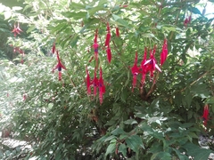 Fuchsia magellanica