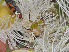 Australomisidia pilula