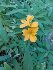 Alstroemeria aurea