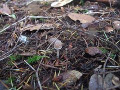 Psathyrella frustulenta