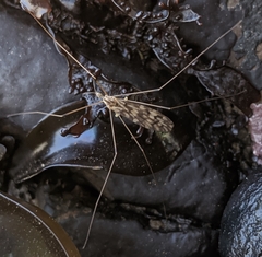 Dicranomyia marmorata