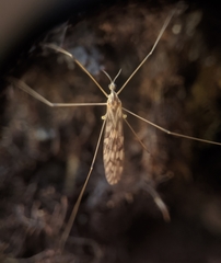 Dicranomyia marmorata