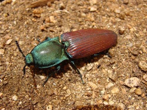 Chalcolepidius rubripennis