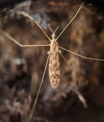 Dicranomyia marmorata