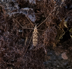 Dicranomyia marmorata