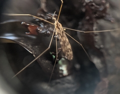 Dicranomyia marmorata