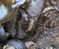 Dicranomyia marmorata