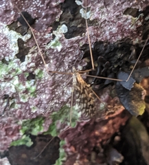 Dicranomyia marmorata