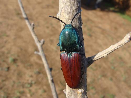 Chalcolepidius rubripennis