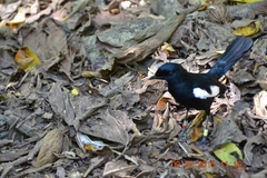 Copsychus sechellarum