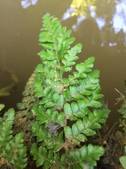 Polystichum polyblepharum