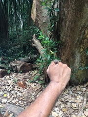 Polposipus herculeanus