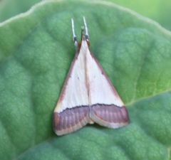 Pseudonoorda rubricostalis