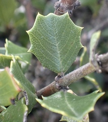 Ceanothus decornutus