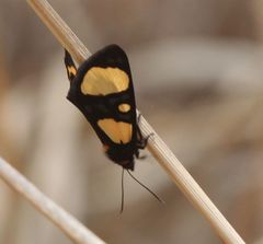 Chaetostephana rendalli