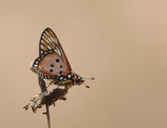 Abantis tettensis