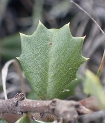 Ceanothus decornutus