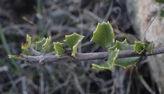 Ceanothus decornutus