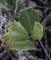 Ceanothus decornutus