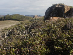 Ceanothus decornutus