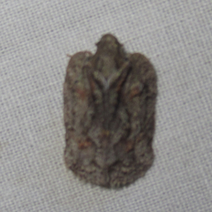 Flataloides scabrosus